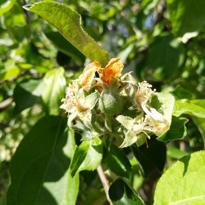 A photo of a Gravenstein apple growing after pollination. The dried up flower bits are on and around it with other smaller or unpollinated parts.