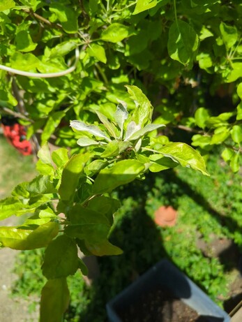 Photo of the apple tree taken in April. It's a close up of some leaves described in post.