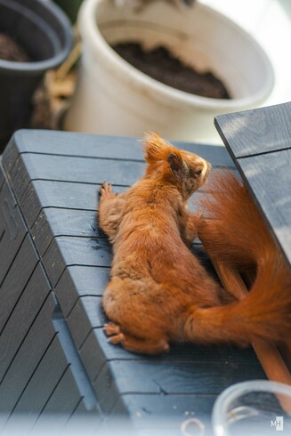 Ein rotes Eichhörnchen liegt flach auf einr kühlenden Oberfläche.