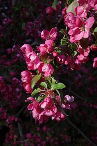 Pink apple tree blossoms macro shot.