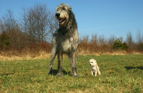 L-etonnante-taille-du-Irish-wolfhound-ou-levrier-irlandais-1