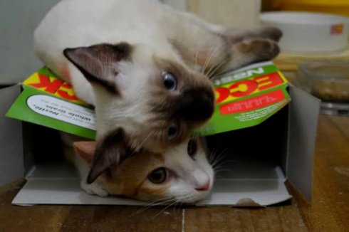 A brown and white cat lays inside a cereal box and another cat lays on top of them on the outside of the box. Found on lolwot