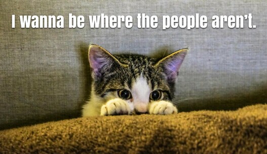 A photo of a kitten hiding in the couch cushions so all you see is the ears, big eyes, a cute nose, and little paws clinging to the cushion in front of the little sweetie’s face. Printed above the adorable little head are  the words, “I wanna be where the people aren’t.”