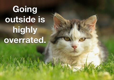 Photo of a cat sitting in the grass, outside. The cat is facing the viewer and has a direct stare and a slightly annoyed facial expression. To the left of the cat’s head are the words, “Goin outside is highly overrated.”