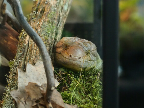 Photo of the lizard in the terrarium. Lizard looks like a wise old man.