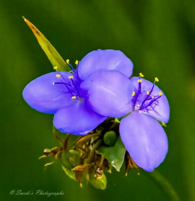 Touch of Blue

"This image showcases a vibrant Ohio spiderwort (Tradescantia ohiensis)**, its delicate blue petals unfurling in soft, graceful curves. The flower’s rich color stands out against the muted greens of its surroundings, drawing attention to its striking beauty. Fine, golden stamens extend from the center, dusted with pollen, adding a bright contrast to the velvety texture of the petals. Slender, arching leaves frame the bloom, giving it a wild yet elegant appearance. Sunlight filters through, casting gentle highlights that enhance the intricate details of the flower’s form." - Copilot