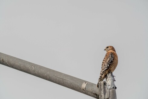 A red-shouldered hawk perched on the arm of a tall freeway light pole against a pale gray sky. The hawk's brown and white speckled feathers are clearly visible as it sits atop the light fixture, which extends diagonally across the image.