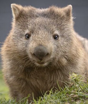 Cute Wambat