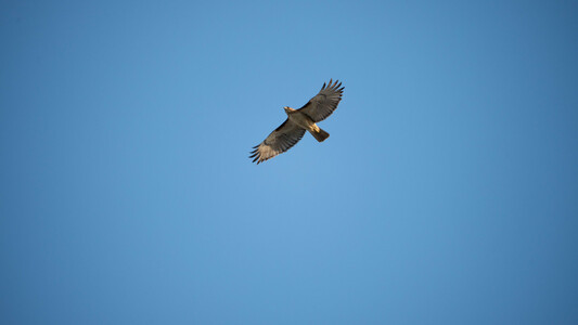 Red-Tailed Hawk in flight