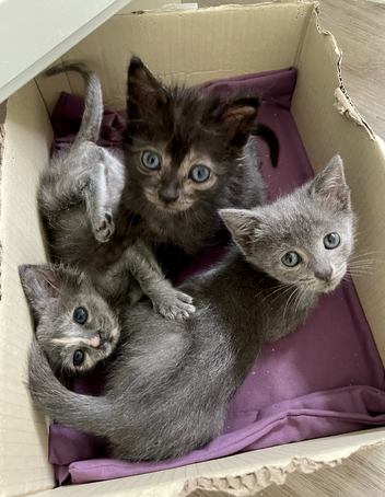Three kittens in a box. The black kitten sits, the grey lays down, the tortie in the left half undies down, all looking at the camera