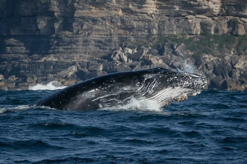 A humpback whale settles back into the water after breaching.
