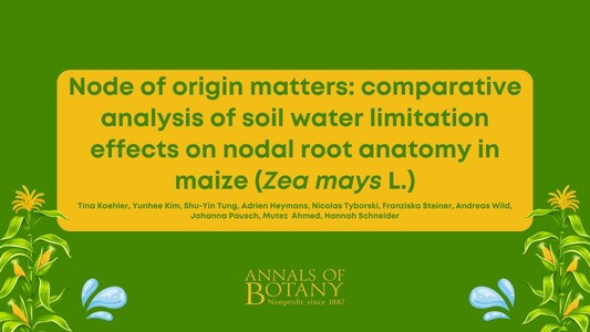 Node of origin matters: comparative analysis of soil water limitation effects on nodal root anatomy in maize (Zea mays L.)