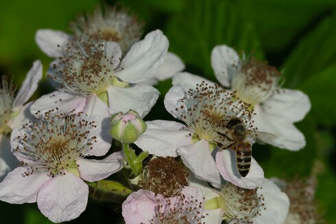 Bee Hard at Work on a Blackberry Blossom