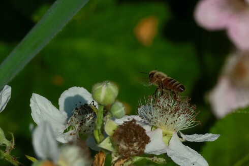 Blackberry Blossoms with a Bee in Flight
