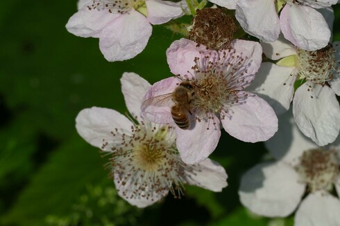 Bee Hard at Work on a Blackberry Blossom