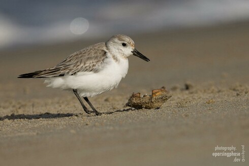 A cutle little sandpiper, feathers fluffed against the cold on a sunny winter day, investigates the shell of a tiny crab on a wet beach.