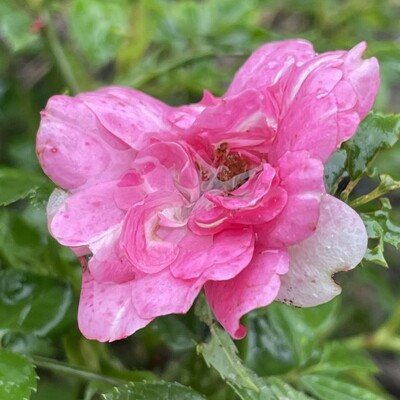 Foto - Nahaufnahme einer roten roten Rose, die mit Regen gefüllt die Feuchtigkeit genießt ...