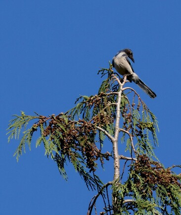 BlueJay in a tree top