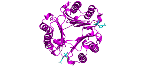 Small molecular inhibitor (blue) bound to MIF (purple). CC BY SBGRID. PDB 8SON.