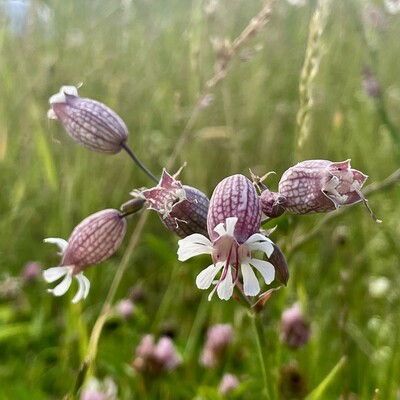 Foto - Nahaufnahme eines blühenden Gewöhnlichen Leimkrauts in einer Wiese  ...