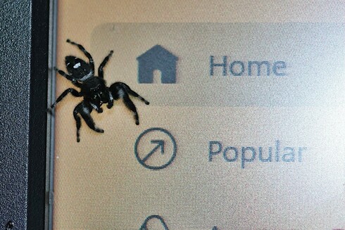 Jumping Spider on Monitor