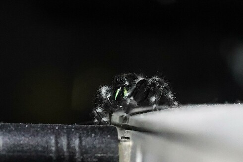 Jumping Spider visiting the power plug on my MacBook Air
