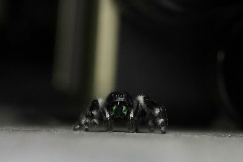 Jumping Spider checking out my MacBook Air