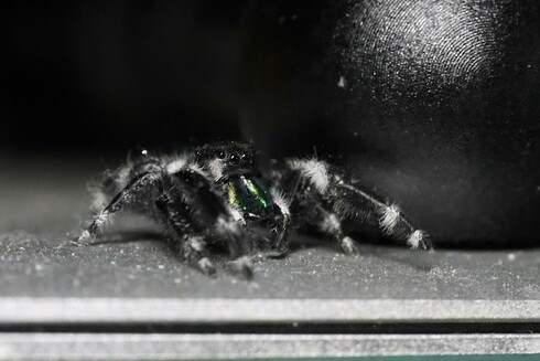 Jumping Spider checking out my MacBook Air