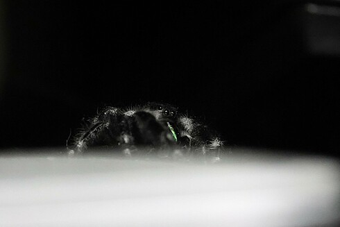 Jumping Spider crossing my laptop
