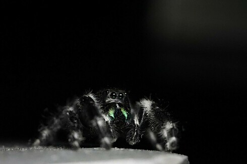 Jumping Spider checking me and the camera out
