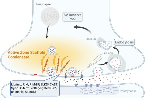 Diagram of how intrinsically disordered proteins and phase-separated condensates coordinate presynaptic active zone structure and function. The presynaptic terminal organizes neurotransmission through dynamic and spatially structured protein assemblies. Synaptic vesicles (SVs) are distributed between a docked pool at the AZ and a reserve pool. Precise coupling between docked SVs and voltage-gated calcium channels enables rapid release, a process supported by an underlying AZ scaffold. Jin and colleagues propose that scaffold components, including Liprin-α and RIM, through their multifaceted intermolecular interaction, assemble into condensates via liquid-liquid phase separation (LLPS) that organize the molecular and functional architecture of the AZ. These dynamic assemblies help cluster SV release machinery while remaining responsive to synaptic activity. Thus, LLPS-driven Liprin-α/RIM condensates not only scaffold presynaptic architecture but also fine-tune vesicle priming and release dynamics. Created with BioRender.com.