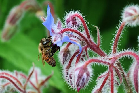 Honeybee on Borage