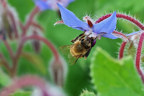 Goneybee on Borage