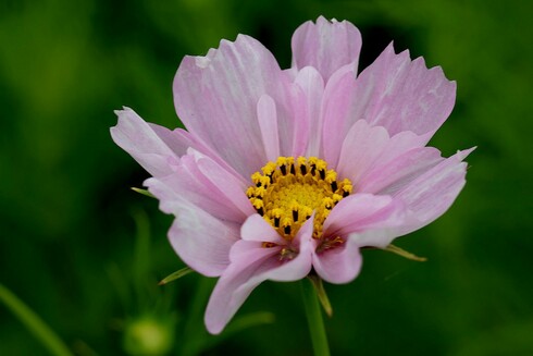 Light Pink Cosmos