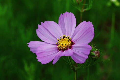 Pink Cosmos