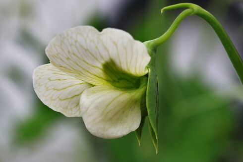 Snap Pea