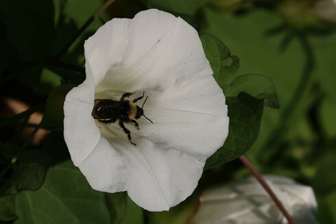 Morning Glory and Bumblebee