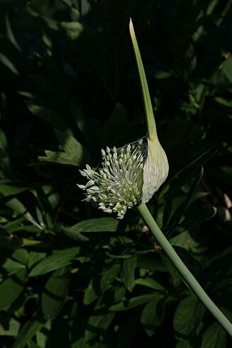 Wild Leek