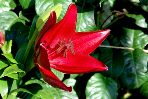 Red Wood Lily
