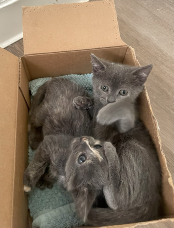 Two kittens in a box, grey on the right, dilute tortie on the left