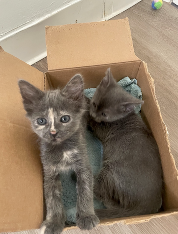 Two kittens in a box, the dilute tortie with her paws on the side, showing her pretty face
