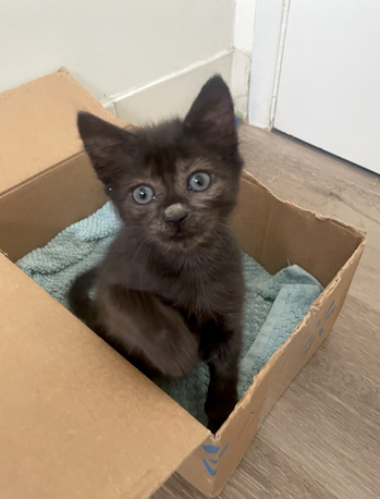A black kitten with grey green eyes and one paw raised sits in a box