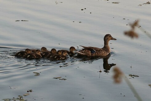Duck and Ducklings at Cheadel Lake, Lebanon, OR.