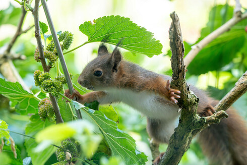 Eichhörnchen im Maulbeerbaum