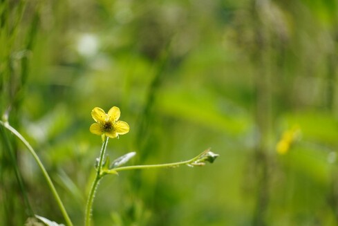 Tiny yellow flower on green, with a green background