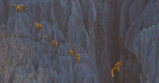 Leaping Lemur Mom Wins BigPicture's 12th Annual Nature Photography Competition