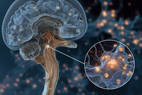 This shows a brain.