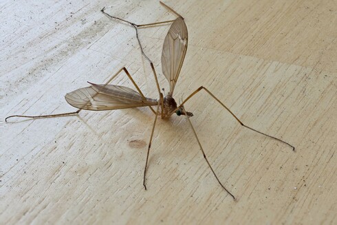 Original image of a Macro Giant Western Crane Fly using the Canon EF-S 60mm Macro Lens