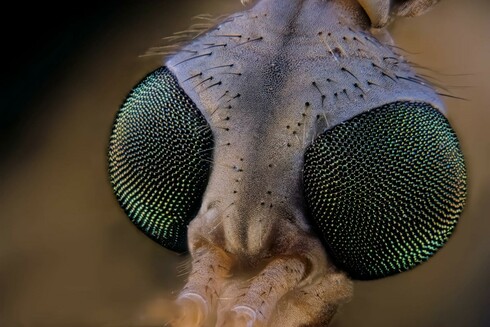 Focus Stacked 4X Macro Giant Western Crane Fly