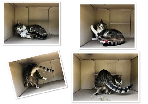 Collage of 4 photos of a cat playing in a box